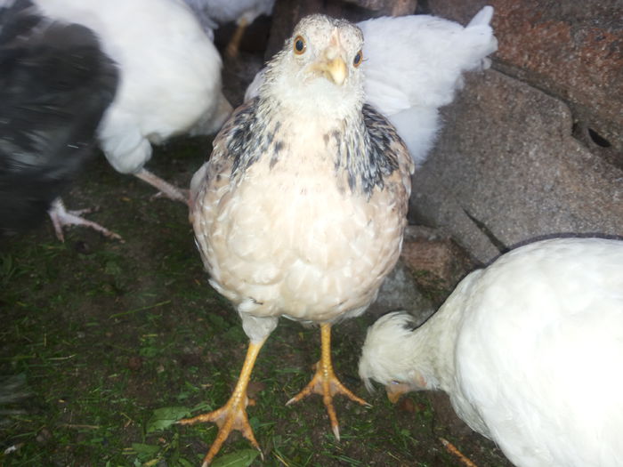 20151004_135052 - Tineret 2015 gaini comune