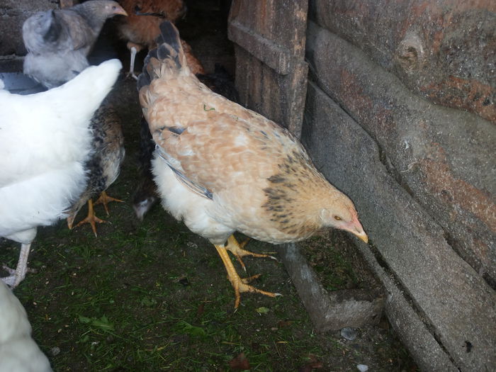 20151004_134943 - Tineret 2015 gaini comune