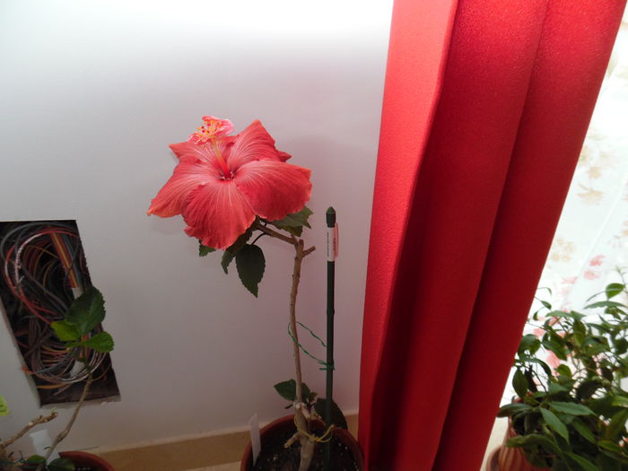 003 - Hibiscus 2015