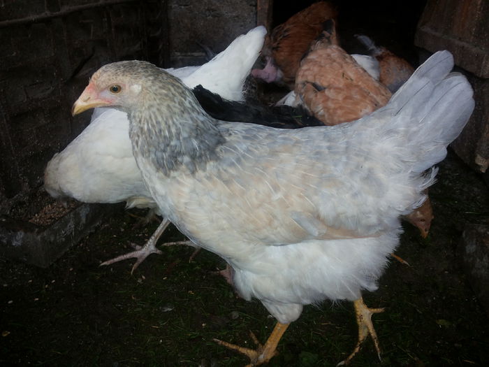 20151004_134930 - Tineret 2015 gaini comune