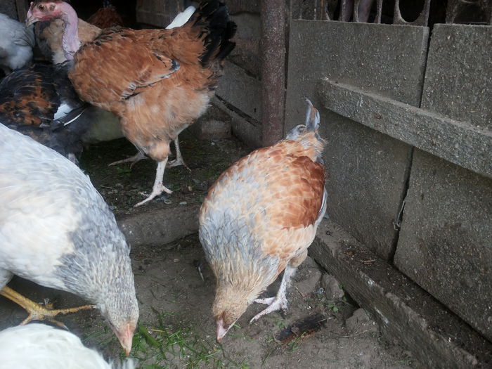 20151004_134905 - Tineret 2015 gaini comune