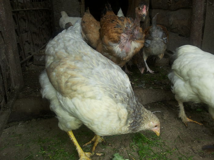 20151004_134857 - Tineret 2015 gaini comune