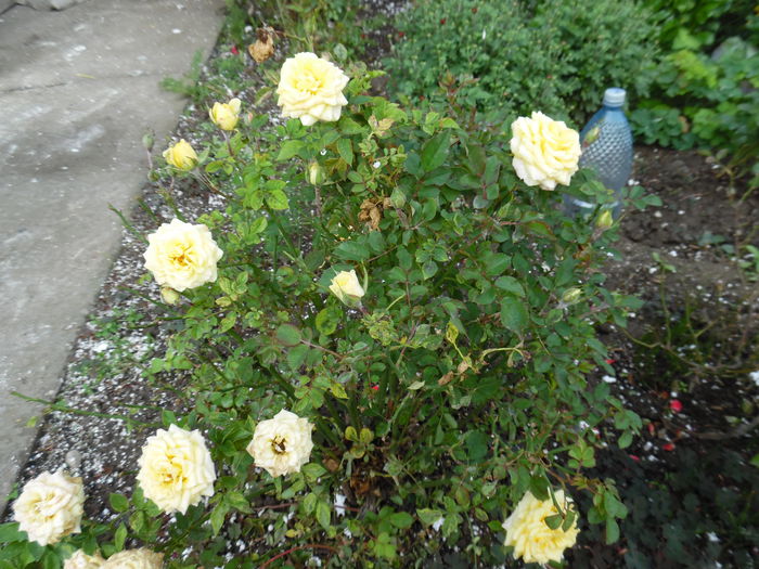 013 - Rose mini