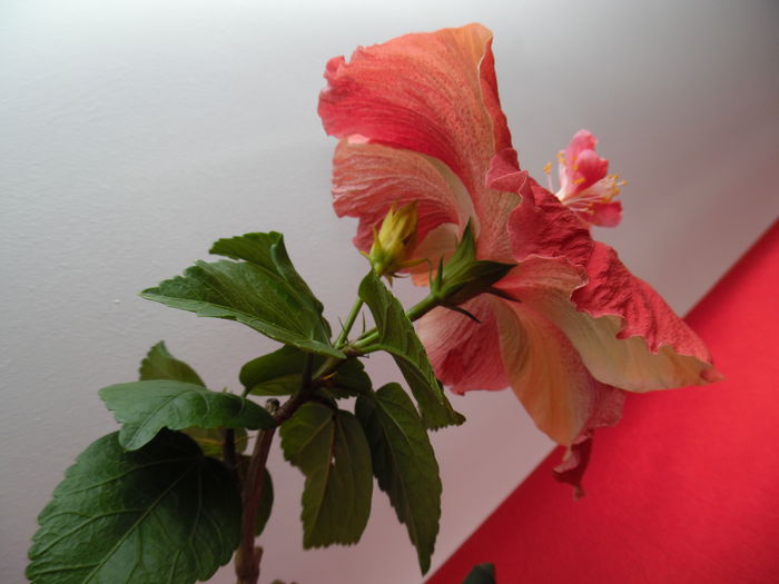 006 - Hibiscus 2015