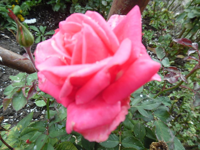 017 - Rose mini