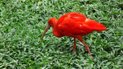 ibis-szkaratny-374612__180