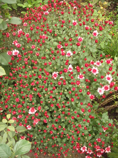 DSCF4708 - Plante de gradina