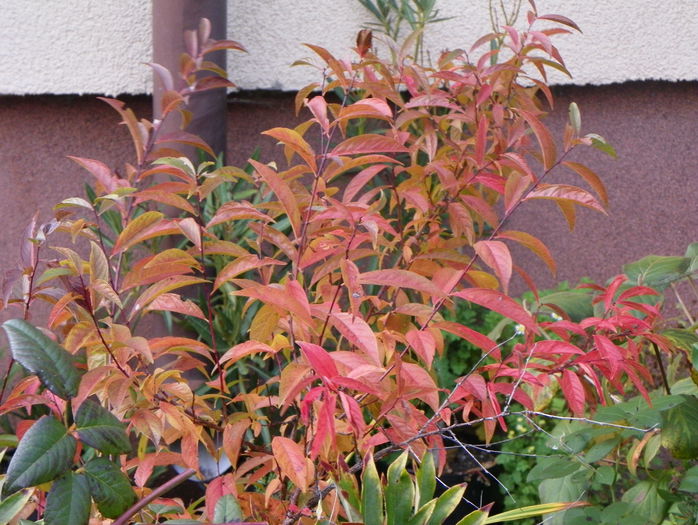 prunus gland. Alboplena - Copacei si arbusti 2015