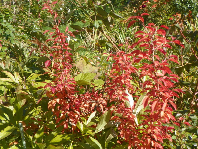 prunus Kojo-no-mai - Copacei si arbusti 2015