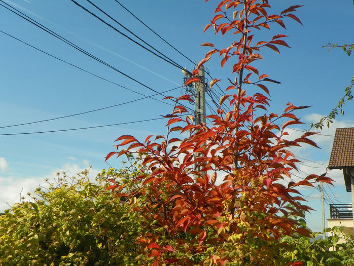 prunus kurilensis Ruby - Copacei si arbusti 2015