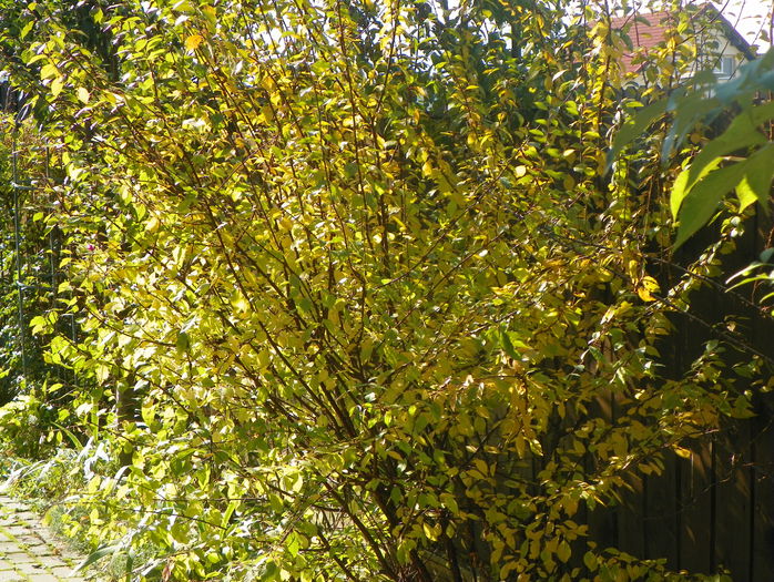 prunus triloba - Copacei si arbusti 2015