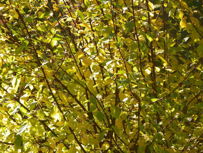 prunus triloba - Copacei si arbusti 2015