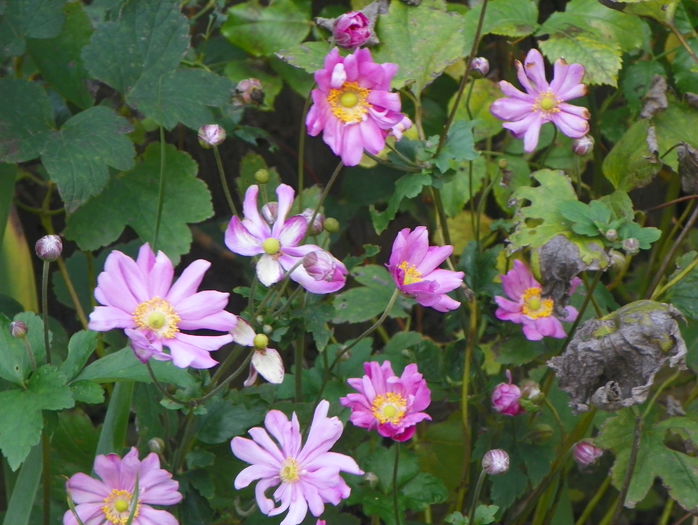 19 oct 074