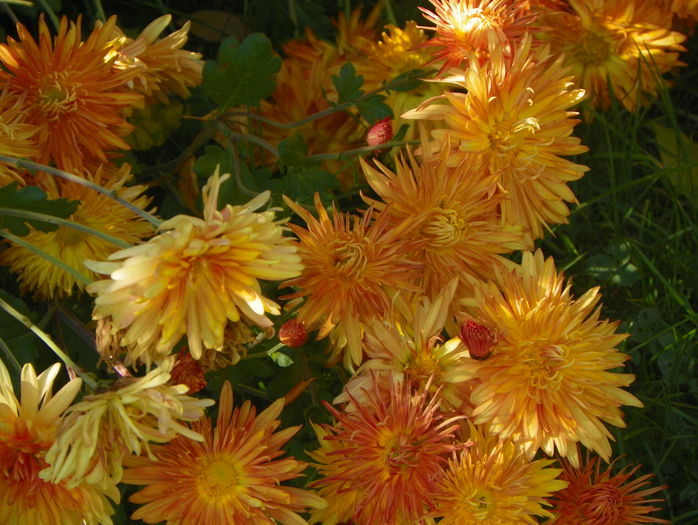 19 oct 044