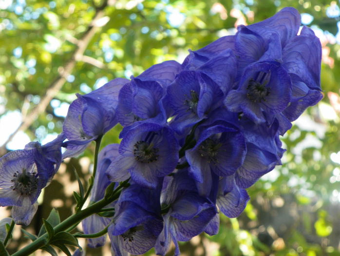 aconitum carmichaelii