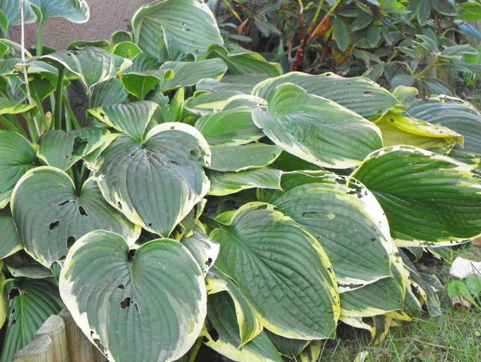 hosta fortunei aureomarginata - Toamna 2015