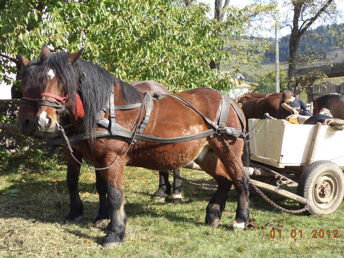 A fost o vreme cu soare - EXPOZITIA ANIMALE SARMAS HARGHITA 2015