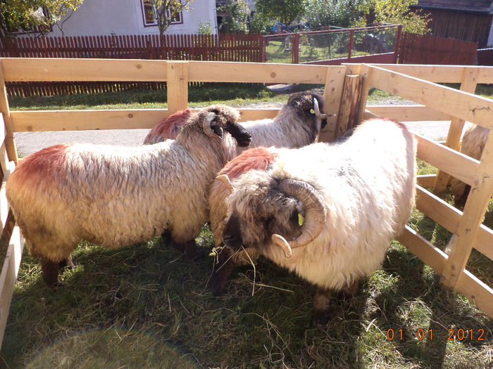 Berbecul si oile lui Liviu - EXPOZITIA ANIMALE SARMAS HARGHITA 2015