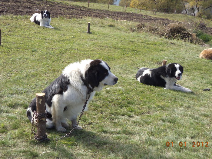 Bucovinenii la Expo - EXPOZITIA ANIMALE SARMAS HARGHITA 2015