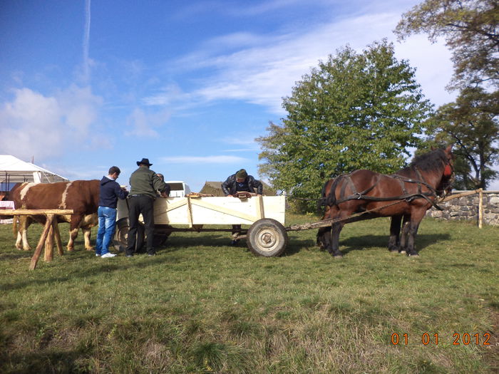 Cai semigrei si un taur frumos - EXPOZITIA ANIMALE SARMAS HARGHITA 2015