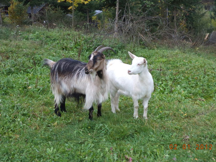 Capritele lui Ducu Tamas