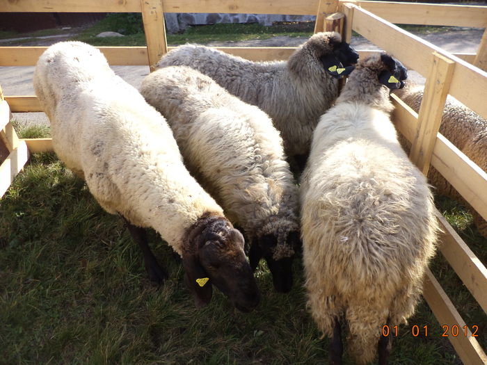 Carabase de carabase