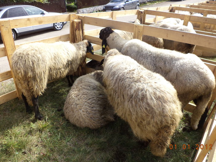 Carabasele la umbra-3