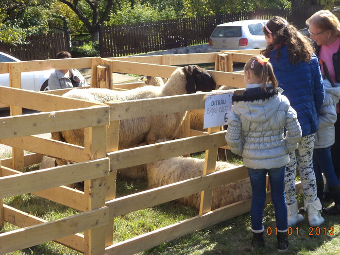 Copii admira Carabasele