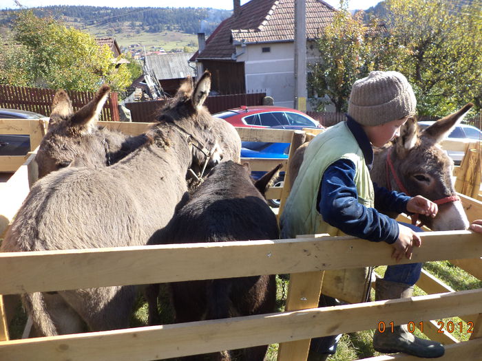 Copii la magarusi-2 - EXPOZITIA ANIMALE SARMAS HARGHITA 2015