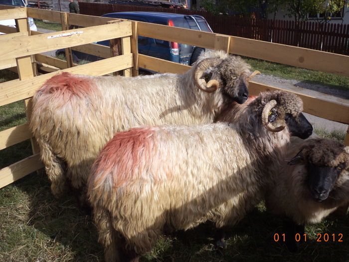 Deosebitele - EXPOZITIA ANIMALE SARMAS HARGHITA 2015