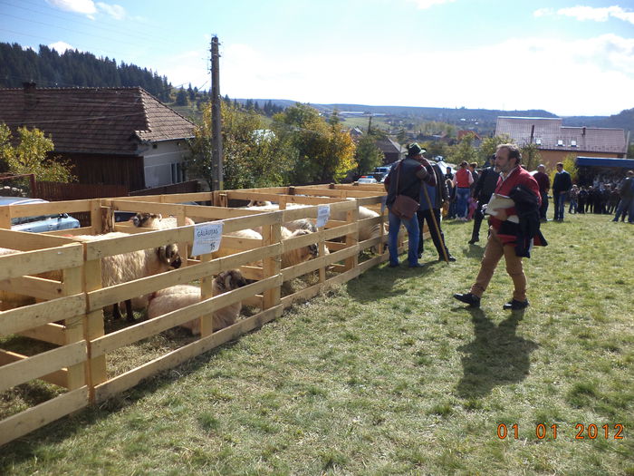 Evaluarea oilor - EXPOZITIA ANIMALE SARMAS HARGHITA 2015
