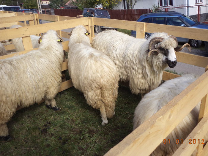 Frumoase Turcanele-565