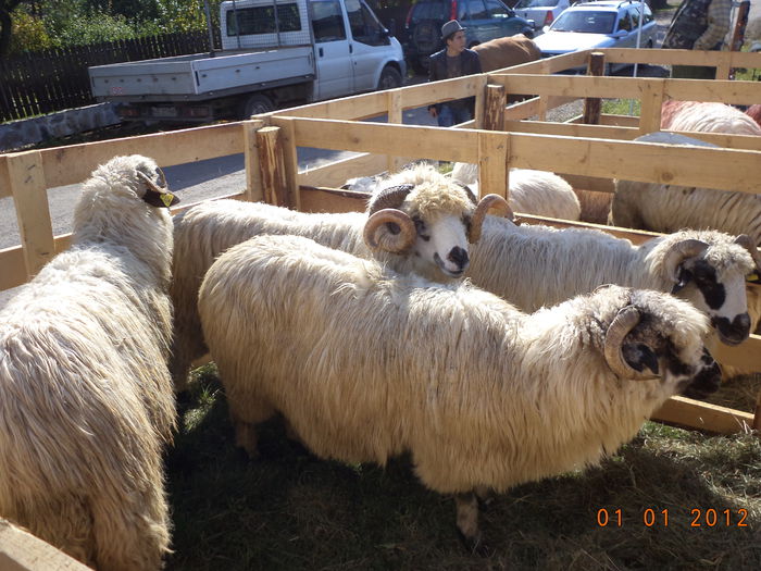 Frumuseti de Turcane