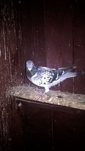 WP_20151016_22_04_27_Pro