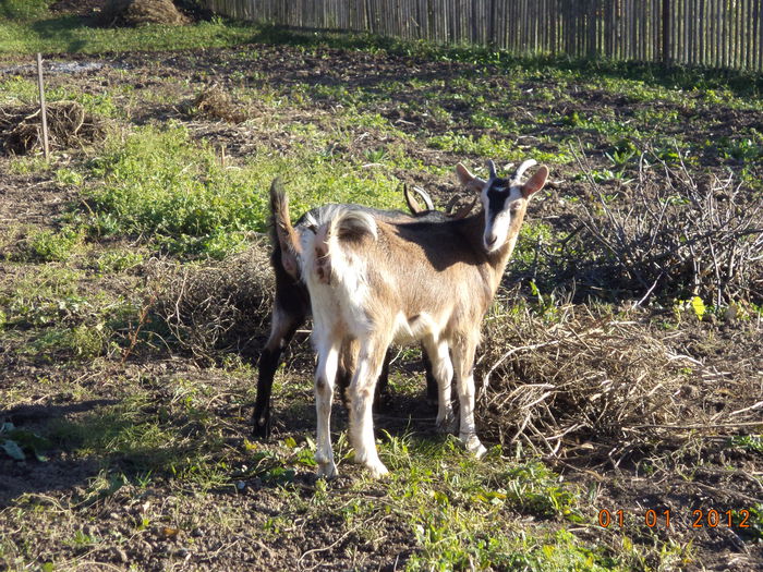 Iedutele mele in gradina