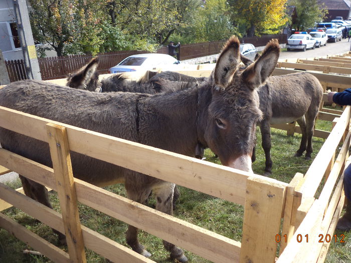 Magarii din Subcetate