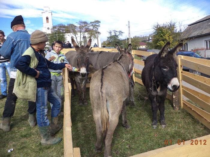 Magarusii , carausii turmelor
