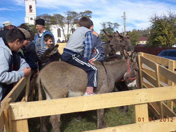 Magarusii calariti-8s