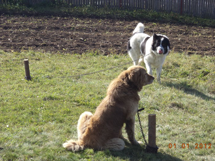 Noul venit din Bucovina