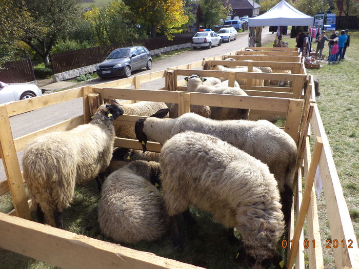 Oi la standuri frumoase-8xc