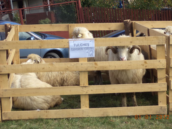 Oile din Tulghes-8x43