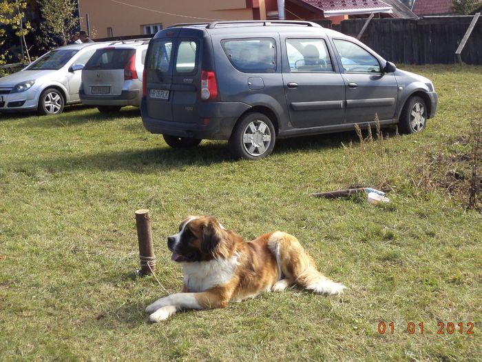 Saint-Bernardul frumos