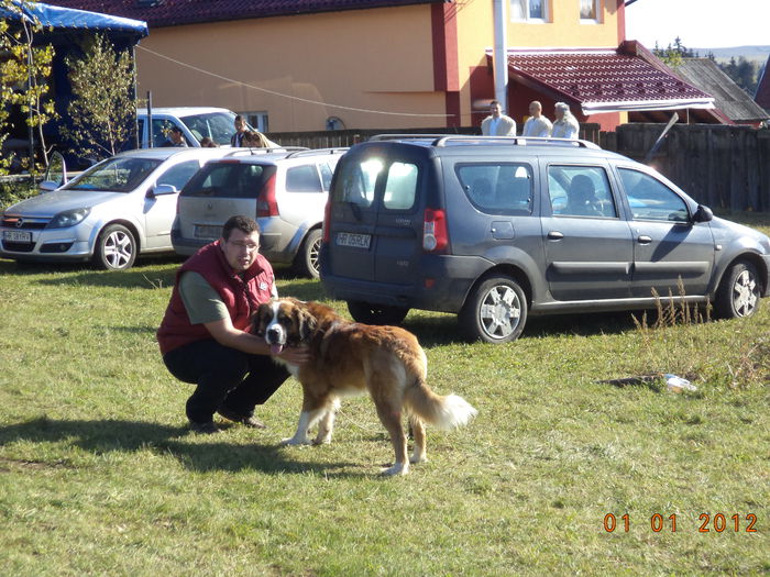 Saint-Bernardul mangaiat