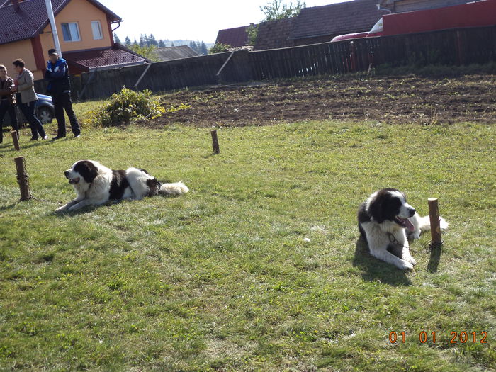 Se odihnesc Bucovinenii - EXPOZITIA ANIMALE SARMAS HARGHITA 2015