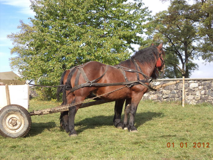 Semigreii bine ingrijiti - EXPOZITIA ANIMALE SARMAS HARGHITA 2015