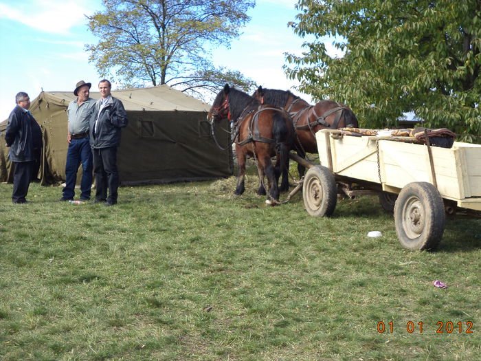 Semigreii la caruta-8ct