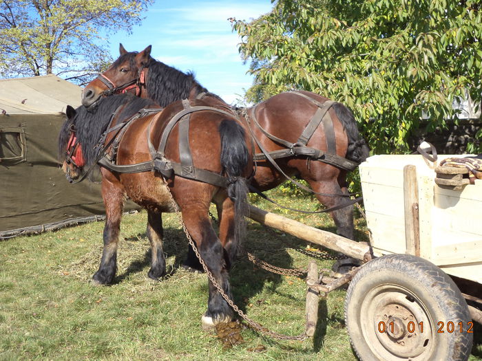 Semigreii plictisiti