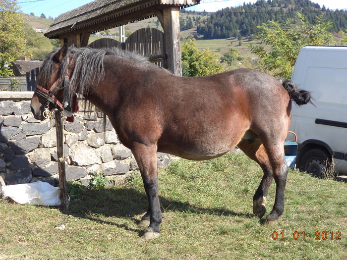 Semigreul la soare-4