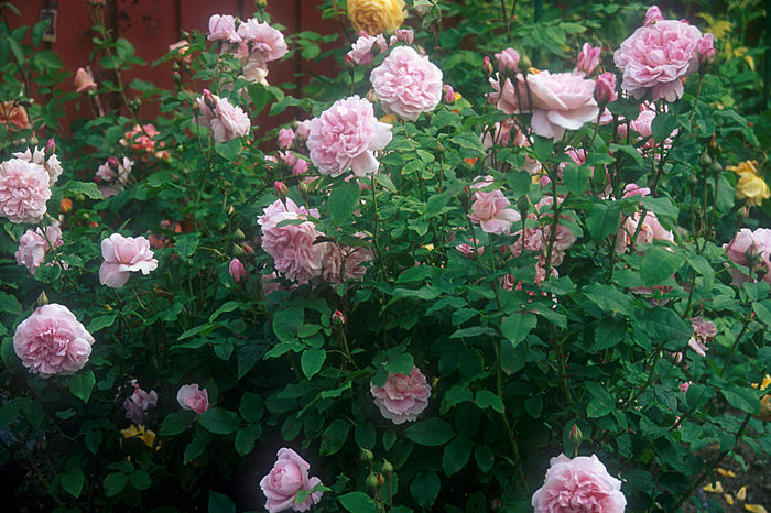 Cottage Rose - Trandafirii mei