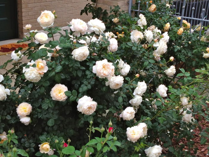 crocus rose - Trandafirii mei